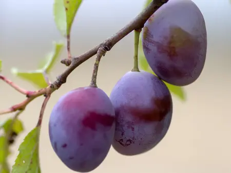 How to Grow Plums