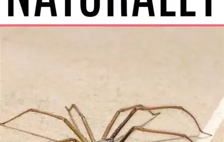 How to Get Rid of a Spider