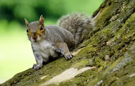 How to Get Rid of Squirrels