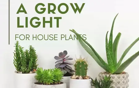 How to Choose the Right Plants for Your Home
