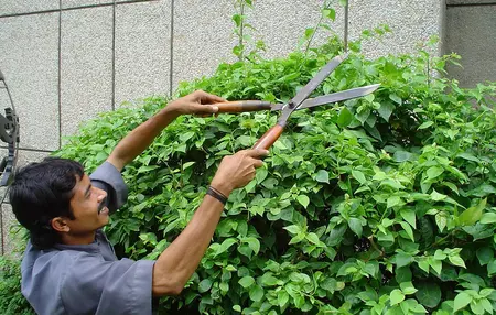 How to Use a Hedge Trimmer