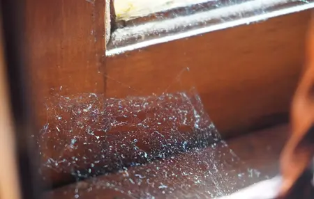How to Get Rid of Spider Webs