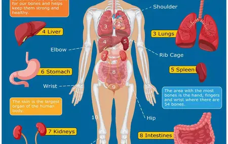 How to Learn About the Human Body