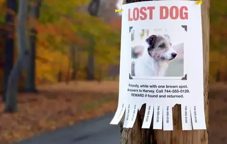 How to Find a Lost Pet