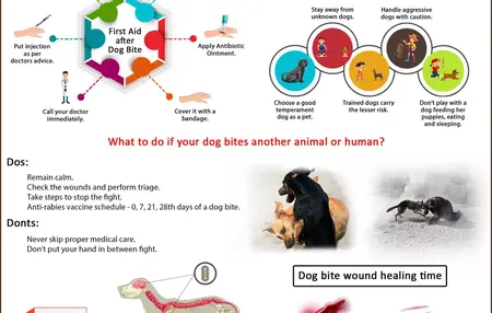 How to Handle a Dog Bite