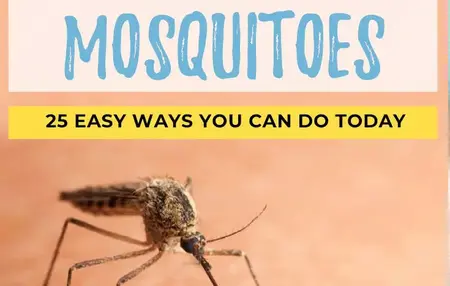 How to Get Rid of Mosquitoes