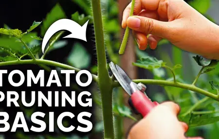 How to grow tomatoes