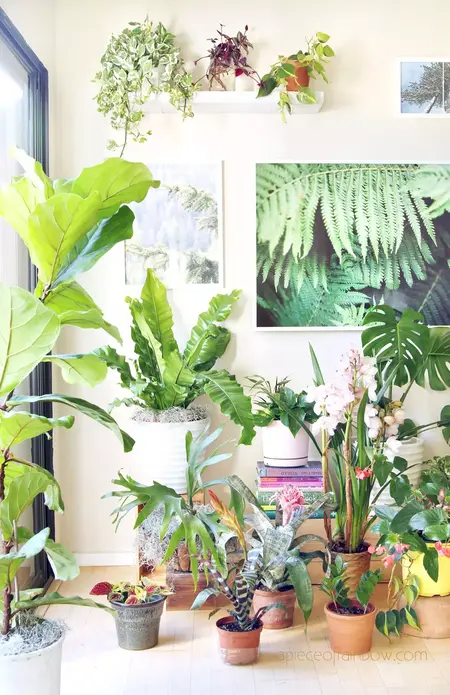 How to Care for Indoor Plants