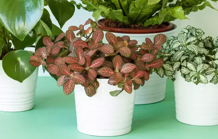 How to Take Care of Houseplants