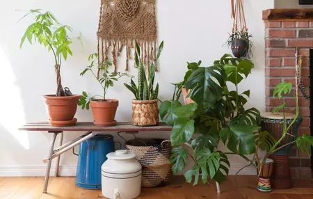 How to Grow a Money Tree