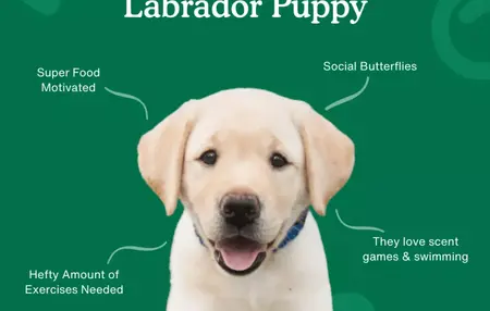 How to Train a Puppy