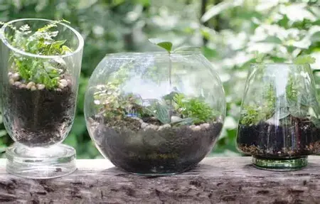How to Make a DIY Terrarium