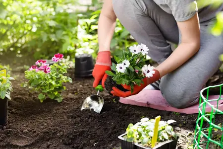 How to Grow Your Own Vegetables in a Small Space