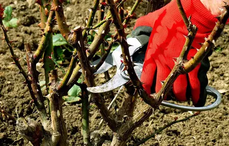 How to Prune Roses