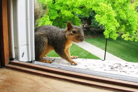 How to Get Rid of a Squirrel