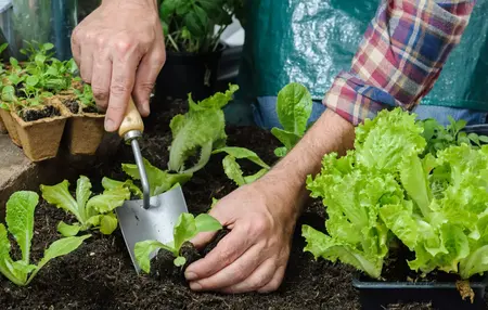 How to Grow Your Own Vegetables