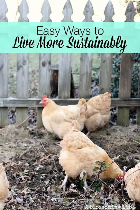How to Build a Sustainable Lifestyle