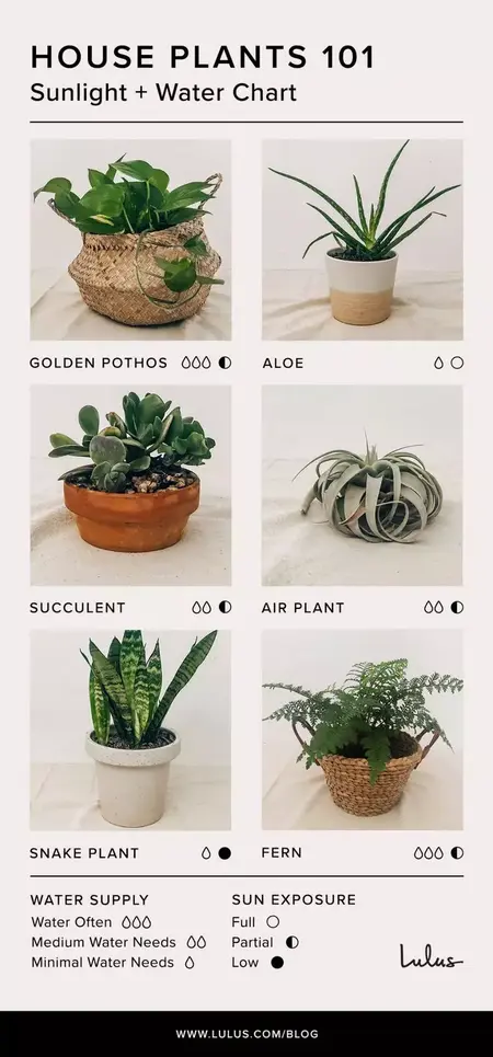 How to Take Care of Indoor Plants