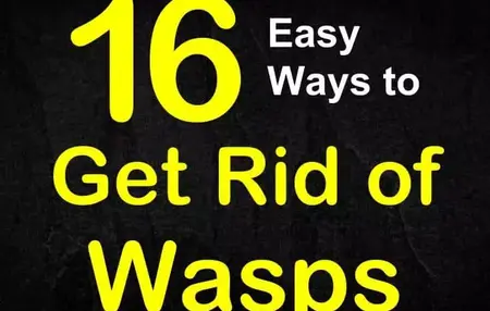 How to Get Rid of a Wasp