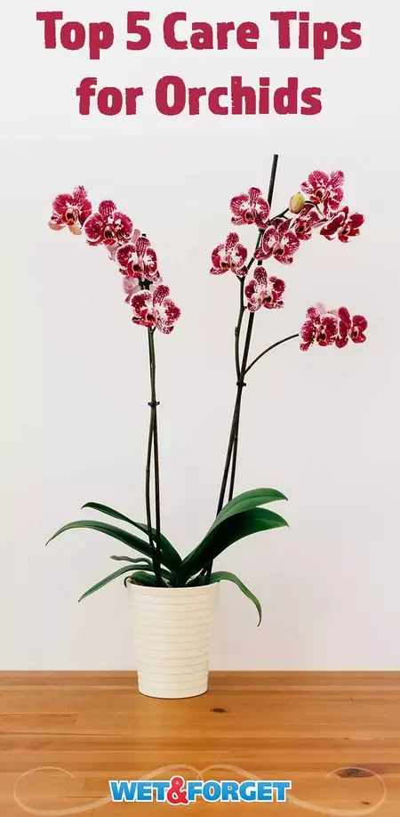 How to care for orchids