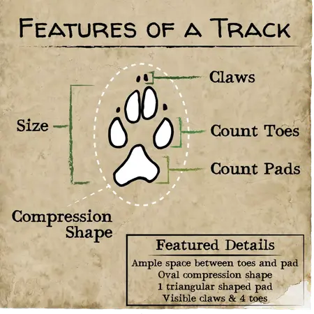 How to Track Animals