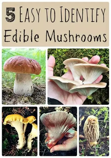 How to Identify Edible Wild Mushrooms