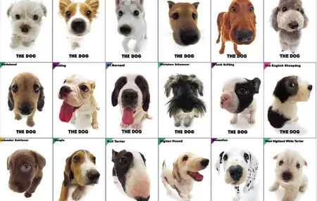 How to Choose the Right Dog Breed