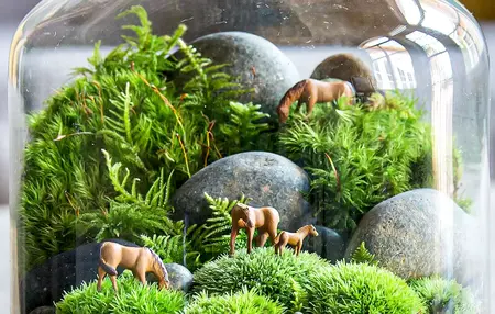 How to build a terrarium
