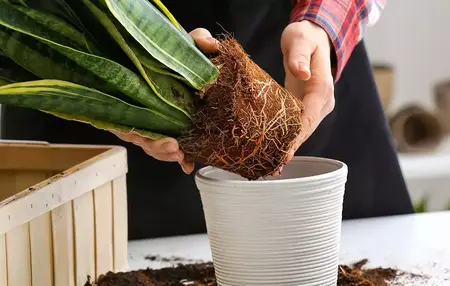 How to Take Care of Your Plants