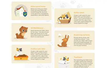 How to Take Care of a Kitten