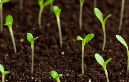 How to Grow a Bonsai Tree