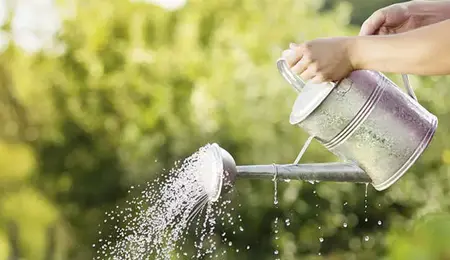 How to Use a Watering Can