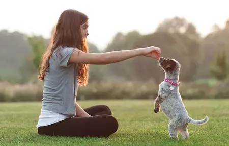 How to Train Your Pet