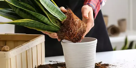 How to Take Care of Your Plants