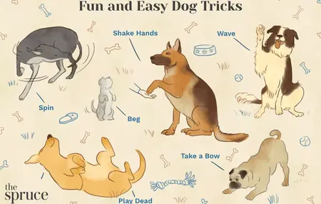 How to Train Your Dog for Tricks