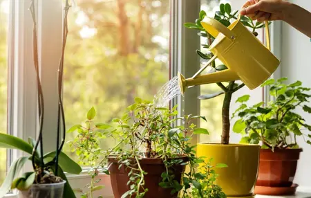 How to Take Care of Indoor Plants