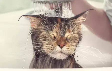 How to Give Your Cat a Bath