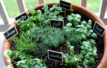 How to Grow Herbs