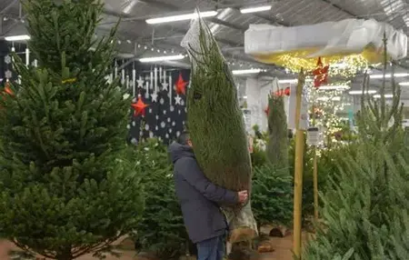 How to Choose the Right Christmas Tree