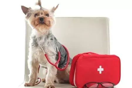 How to Give a Pet First Aid