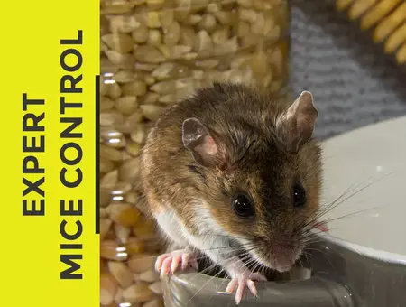 How to Get Rid of Mice