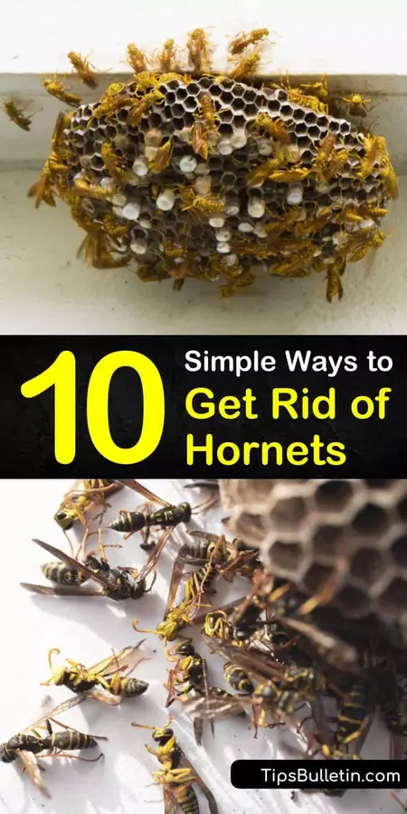 How to Get Rid of Hornets