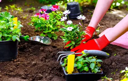 How to Plant a Flower Garden