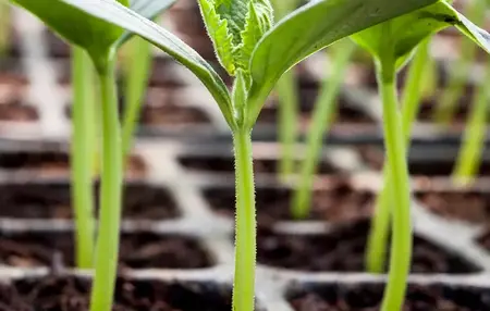 How to Start a Garden from Seedlings