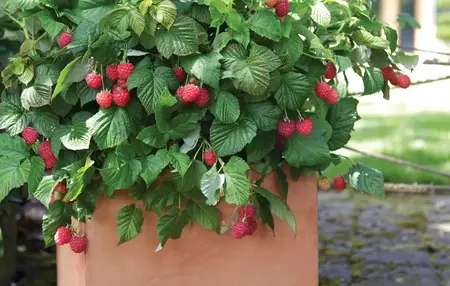 How to Grow Raspberries