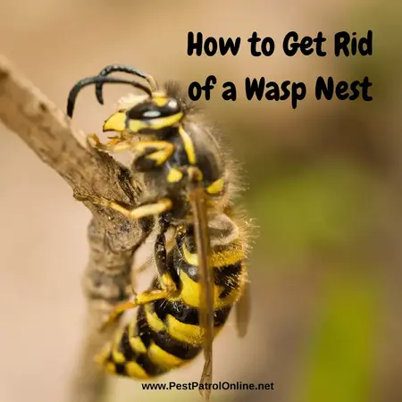 How to Get Rid of a Wasp Nest