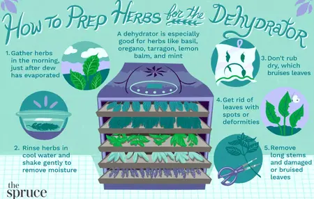 How to Use a Food Dehydrator for Dried Herbs