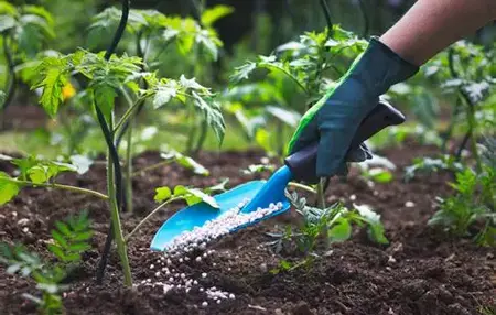 How to Fertilize Your Plants
