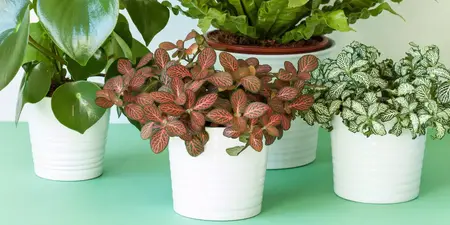 How to Take Care of Houseplants