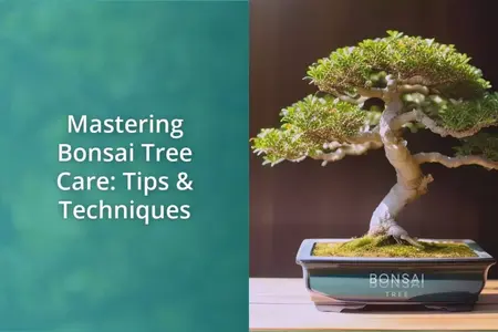 How to Grow a Bonsai Tree